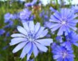 Wilde cichorei heeft een prachtige blauwe kleur