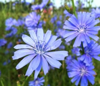 Wilde cichorei heeft een prachtige blauwe kleur