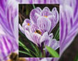 bloembollenparade bloesemboog