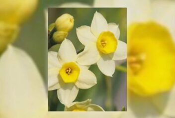 bloembollenparade pakket 5