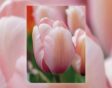 bloembollenparade tulp
