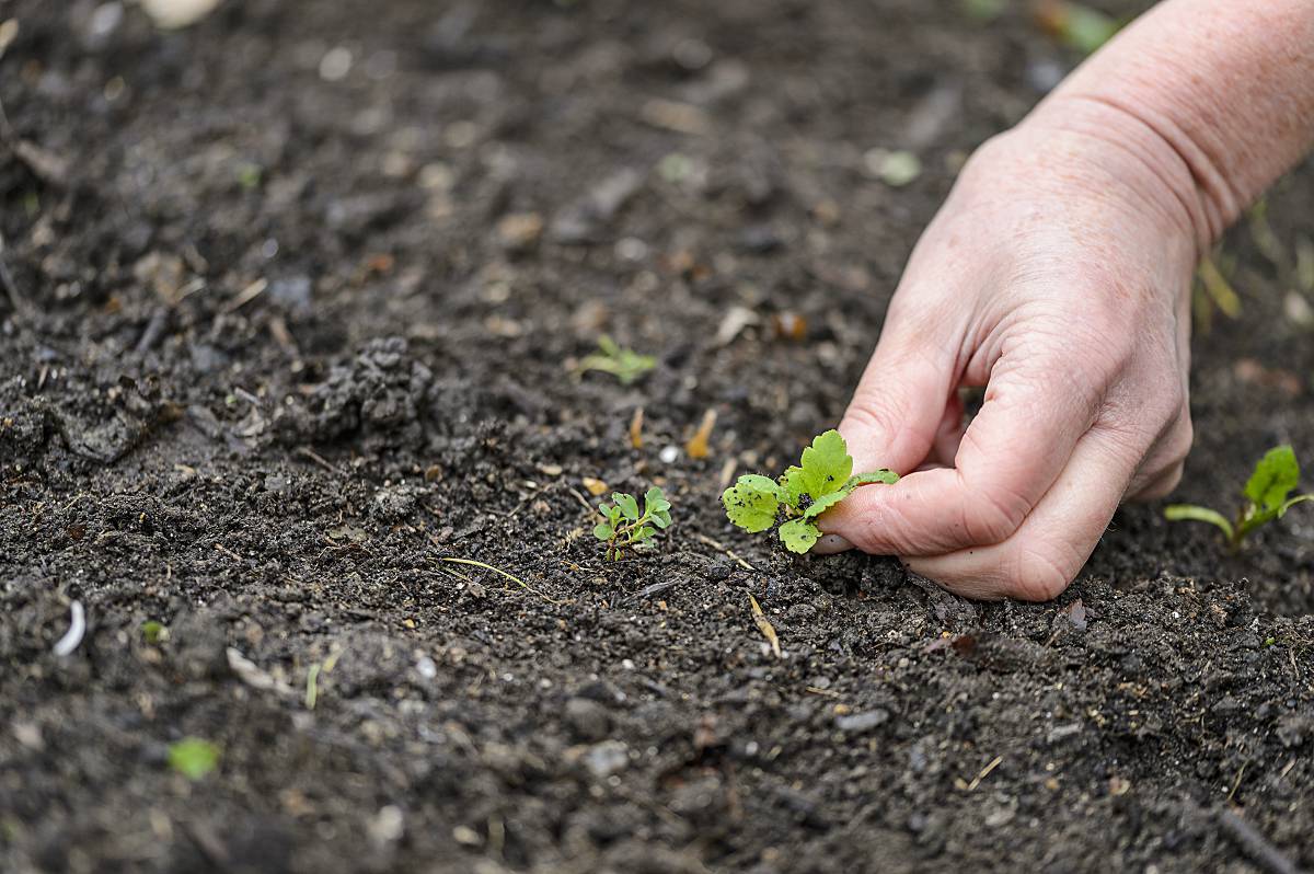 Toolzone Garden Draw Hollandse schoffel wieden grond graven kweken onkruid verwijderen tool
