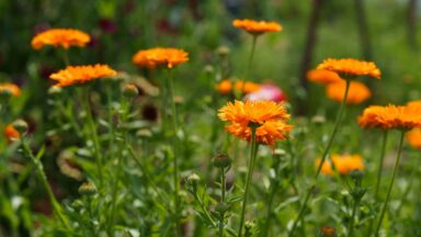 goudsbloemen