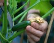 kleine courgette aan plant