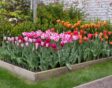 Kleurrijke tulpen in een verhoogd bed