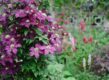 paarse clematis