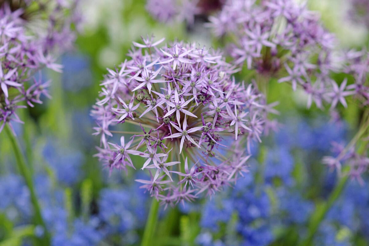 De paars ronde bloem van Allium christophii.