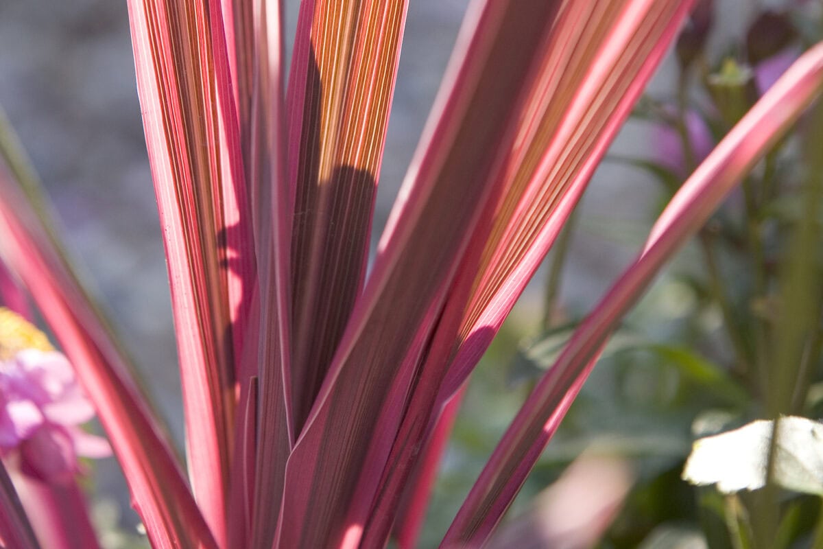 Het roze stevige en langwerpige blad van Cordyline 'Pink Passion'