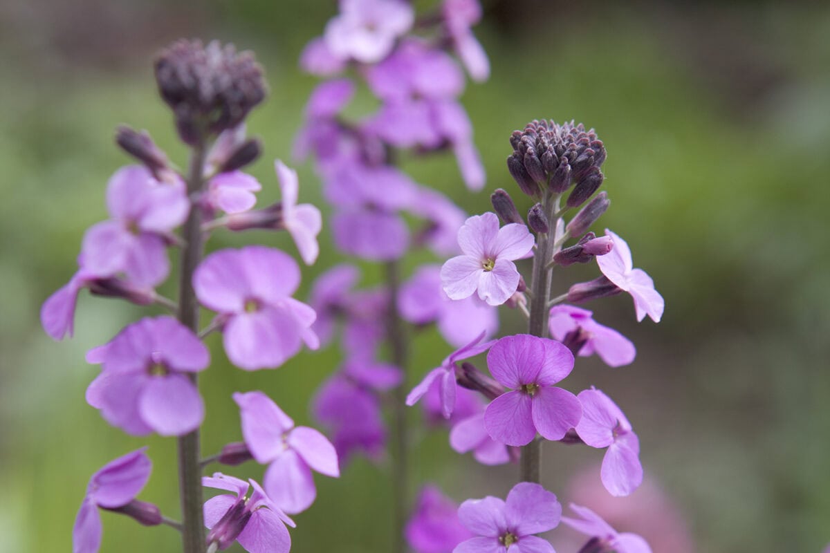 De paatse langwerpige bloemen van Erysimum 'Bowles's Mauve'