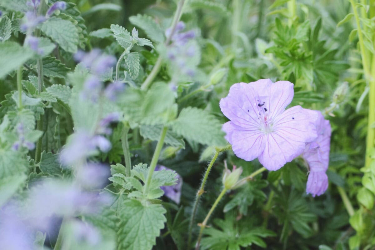De lila bloem van de Geranium sanguineum 'Glenluce'.