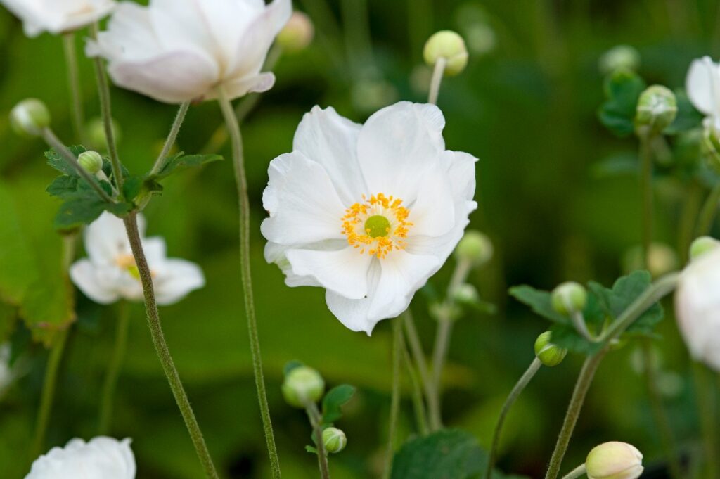 Herfstbloemen Voor Bestuivers 7 Mooie Soorten Gardeners World Herfstbloemen Voor Bestuivers 7 Mooie Soorten Gardeners World