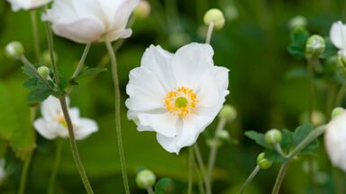 Deze hagelwitte Japanse anemonen zijn prachtige herfstbloemen voor bestuivers
