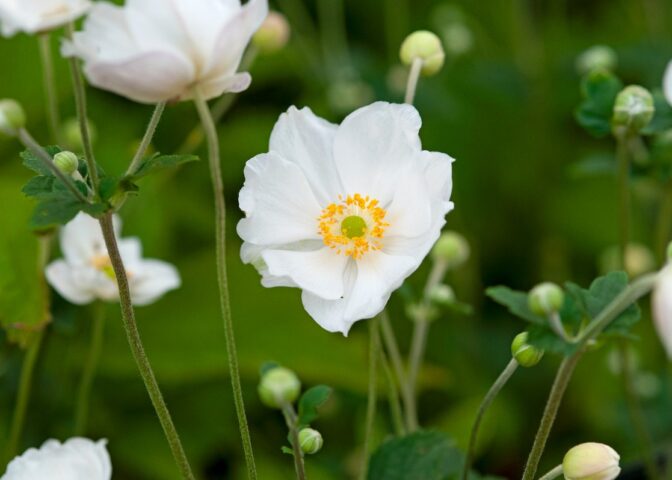 Deze hagelwitte Japanse anemonen zijn prachtige herfstbloemen voor bestuivers