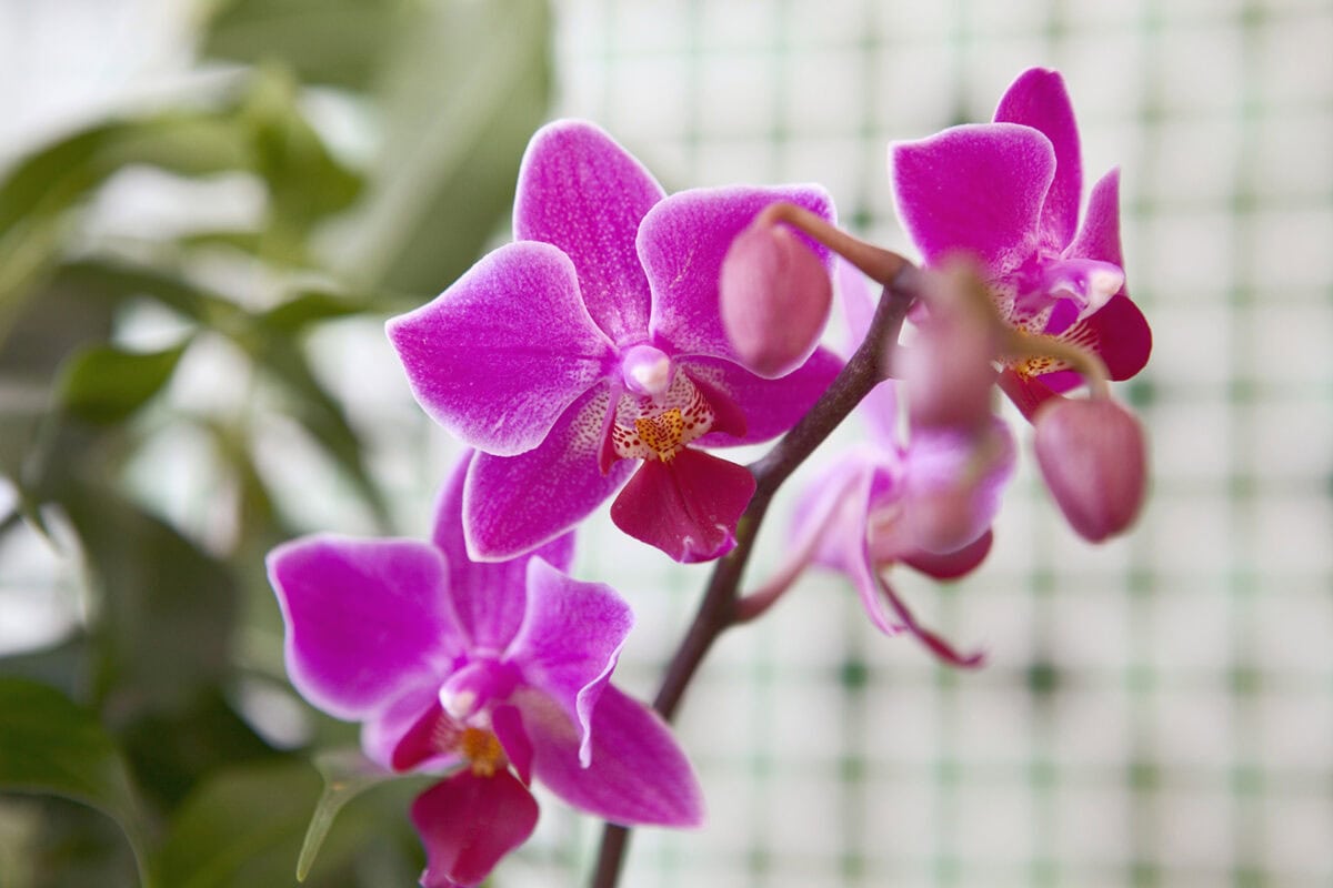 Roze bloemen van de orchidee in bloei.