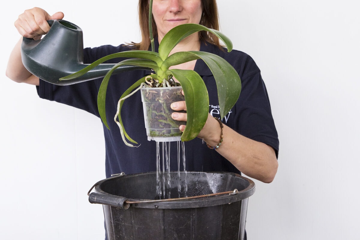 Iemand geeft een orchidee in een pot water, met een emmer eronder.