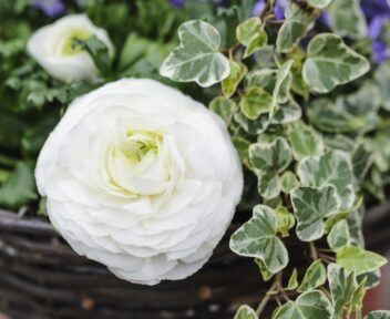 Je kunt ranonkel planten in een pot, bak, perk of mand