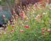 Salvia 'Hot Lips' is een tweekleurige soort