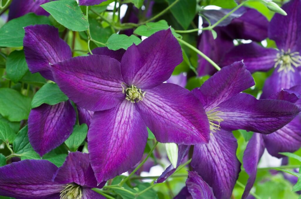 clematis jackmanii purpurea