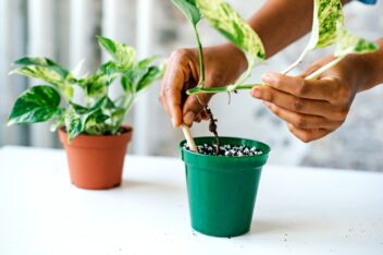 drakenklimop stek in pot