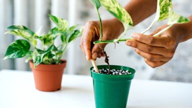 drakenklimop stek in pot