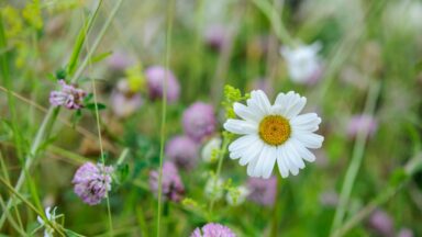 Inheemse bloemen: gewone margriet en rode klaver.