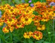 Helenium autumnale Fuego
