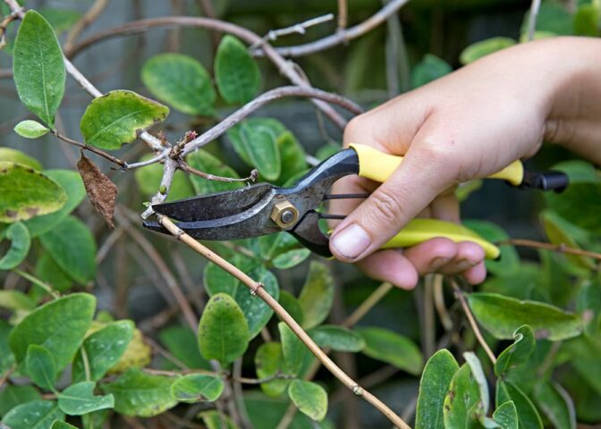 Iemand snoeit kamperfoelie