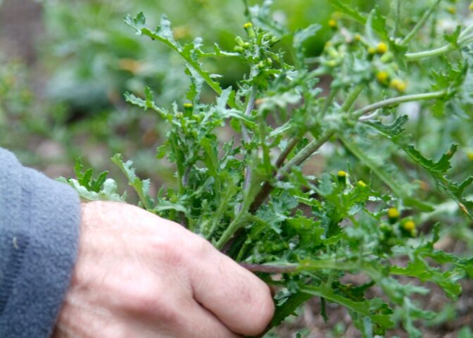 klein kruiskruid onkruid