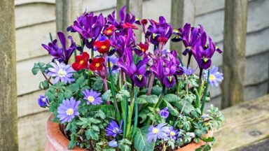 kleine bloembollen in potten