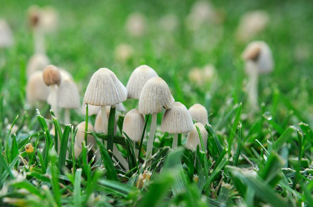 paddenstoelen herkennen