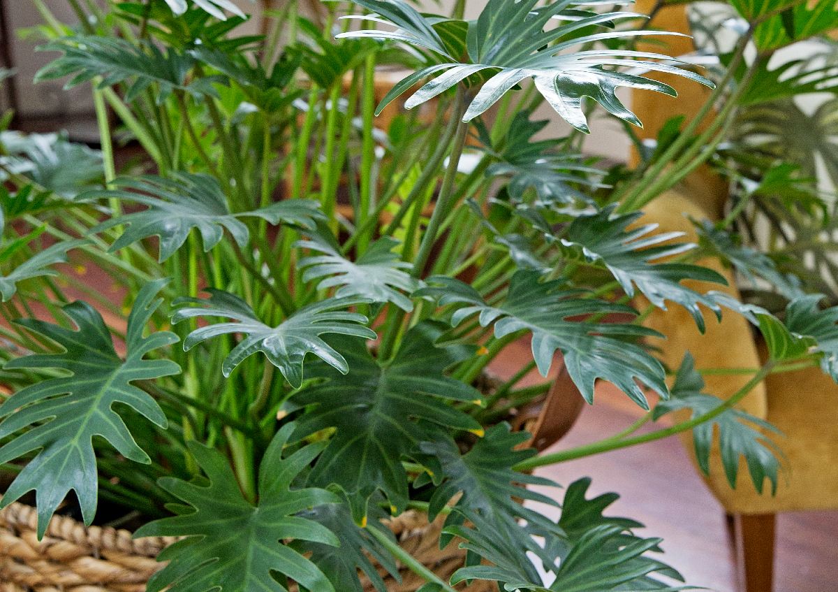 Philodendron 'Xanadu' is een verrijking voor je badkamer
