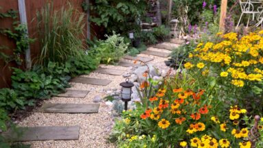 verschillende soorten helenium