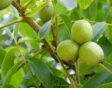 walnotenboom juglon