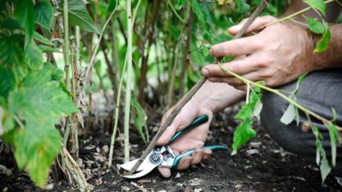 Iemand snoeit een tak van zomerframbozen tot aan de grond.