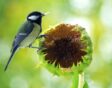zonnebloem uitgebloeid vogel zaad