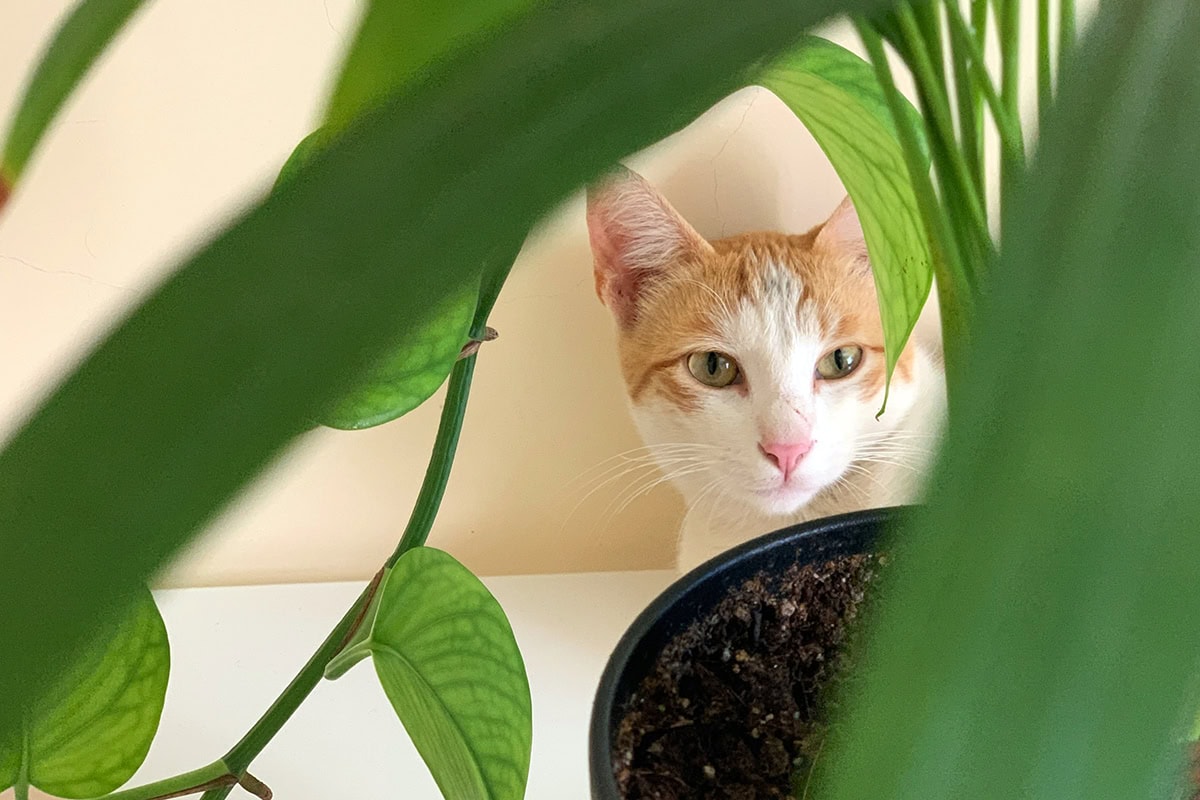 Kat zit achter plantenpot met groene bladeren van kamerplanten.