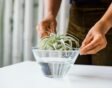 Je kunt je luchtplant dompelen om hem te voorzien van water