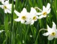 Winactie bloembollenpakket Natural Bulbs