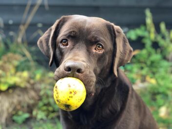 Shelby is dol op appels