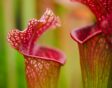 Vleesetende planten zoals deze Sarracenia hybride voegen kleur toe