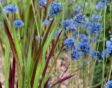 allium bloeitijd spreiden