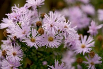 bloemen die bloeien in oktober