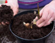 Canna planten