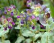 grote wasbloem, Cerinthe major
