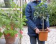 citrusboom overwinteren