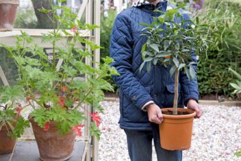 citrusboom overwinteren