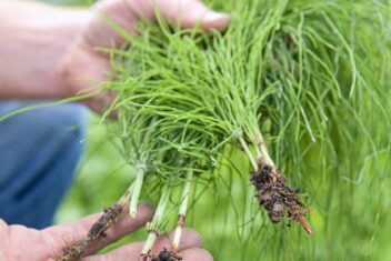 Afbeelding voor Heermoes bestrijden: 4 manieren die wél werken