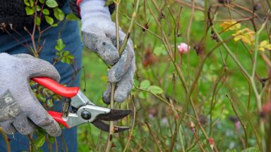 heesterroos snoeien in de herfst