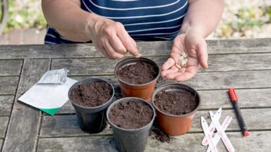 pompoenen voorzaaien in potjes