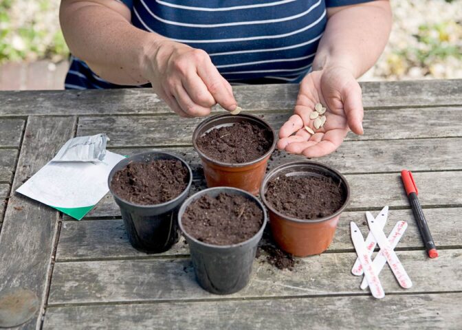 pompoenen voorzaaien in potjes